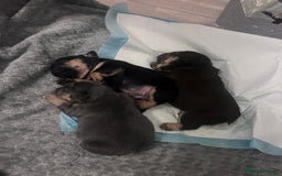 French Bulldog dogs for sale: 🐾 4 Beautiful French Bulldog Puppies 🐾 - Image 3