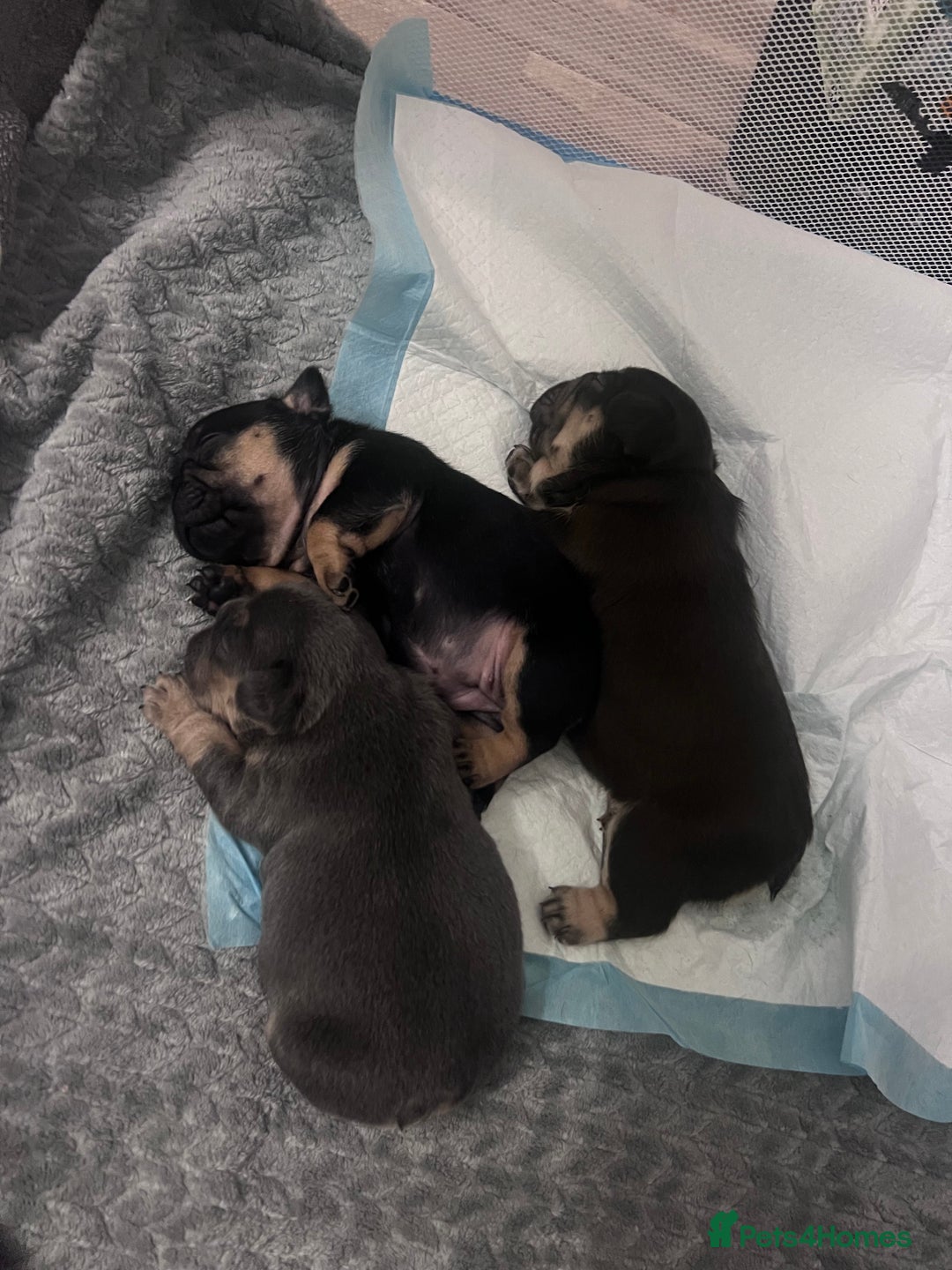 French Bulldog dogs for sale: 🐾 4 Beautiful French Bulldog Puppies 🐾 - Image 3