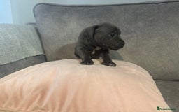 Staffordshire Bull Terrier dogs for sale: Blue Staffordshire Bull Terriers Staffy staffie - Image 18