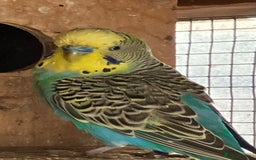 Budgerigars birds for sale: Aviary bred budgies for sale . - Advert 14