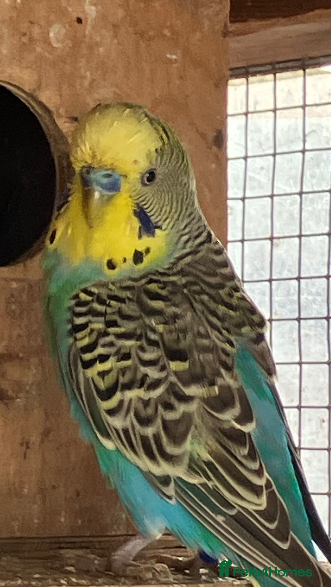 Budgerigars birds for sale: Aviary bred budgies for sale . - Advert 14