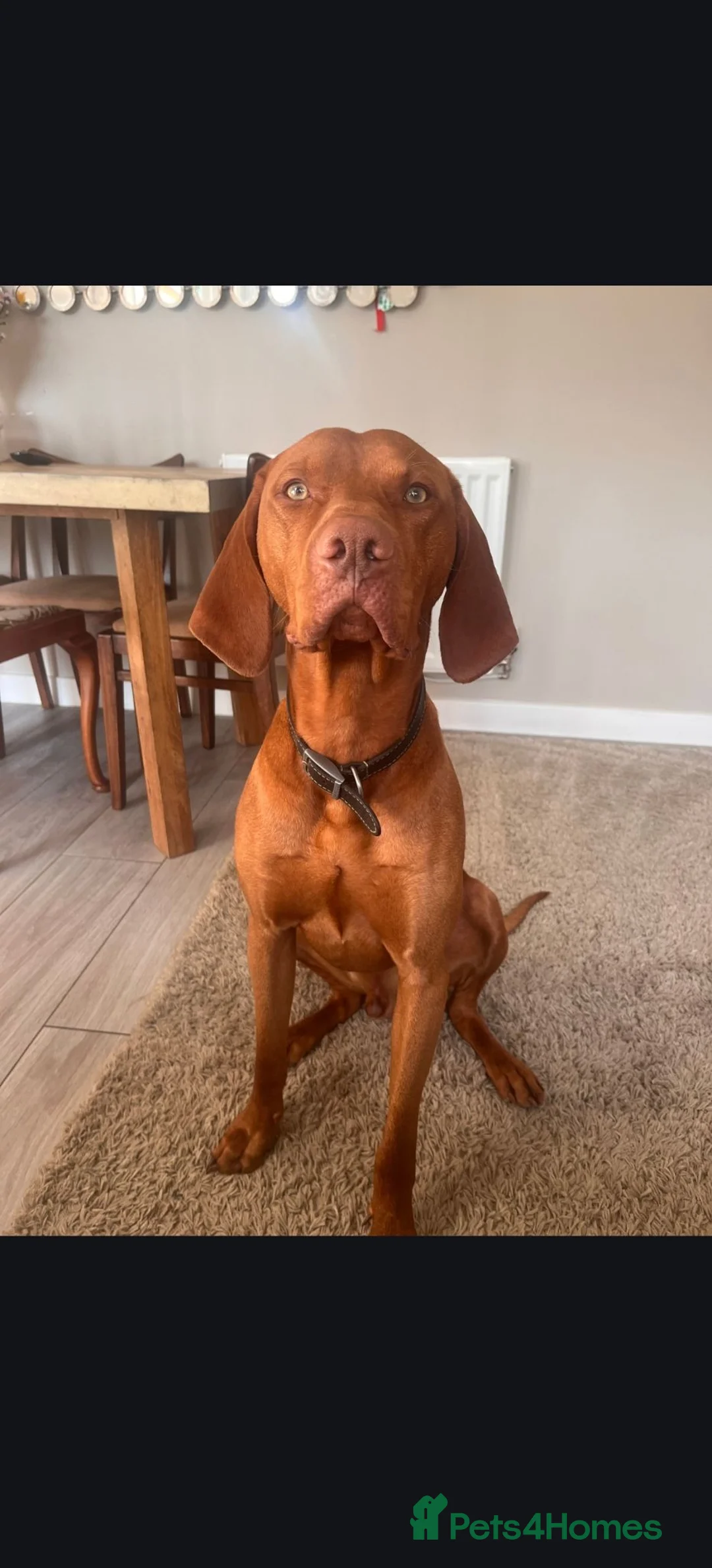 Hungarian Vizsla dogs for sale: KC reg vizzla puppy  - Advert 9