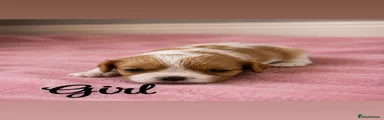 Cavalier King Charles Spaniel 6