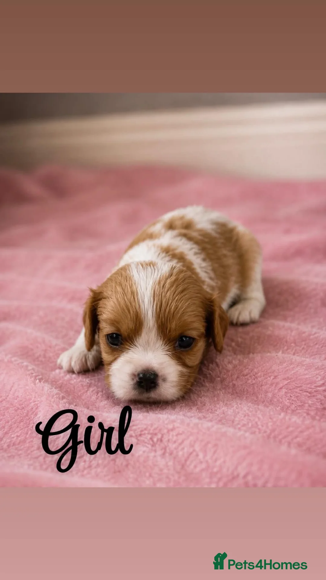 Cavalier King Charles Spaniel dogs for sale: Stunning litter of King Charles cavalier puppy’s  - Advert 2