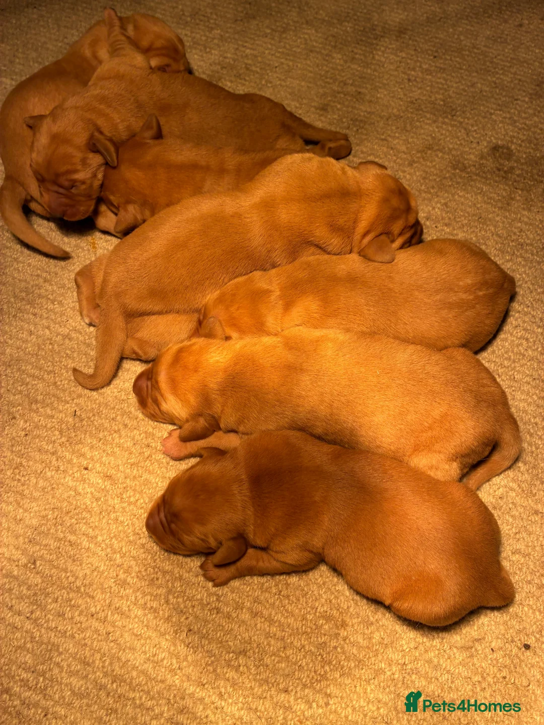 Labrador Retriever dogs for sale: Fox Red Labrador Puppies FOR SALE in Ripon - Advert 2