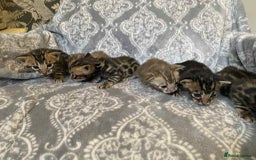 Bengal cats for sale: STUNNING TICA reg Bengal kittens ready to reserve - Image 3