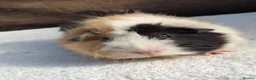 Guinea Pig rodents for sale: Baby Male Guineapigs  - Advert 4