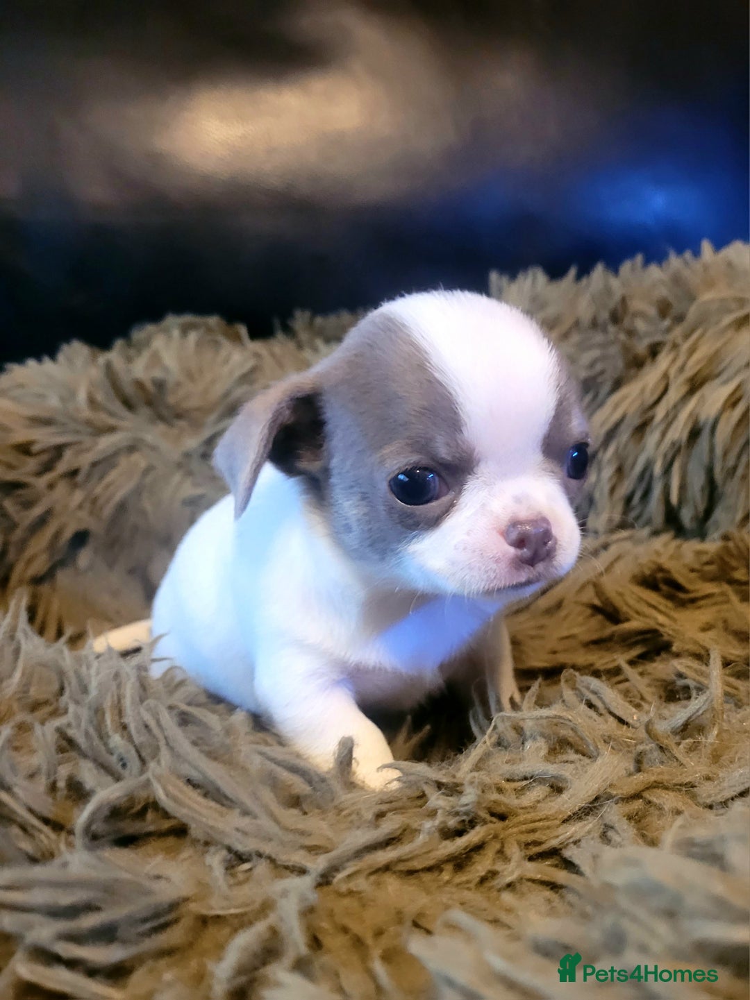 Chihuahua dogs for stud: KC lilac stud in Dagenham - Advert 13