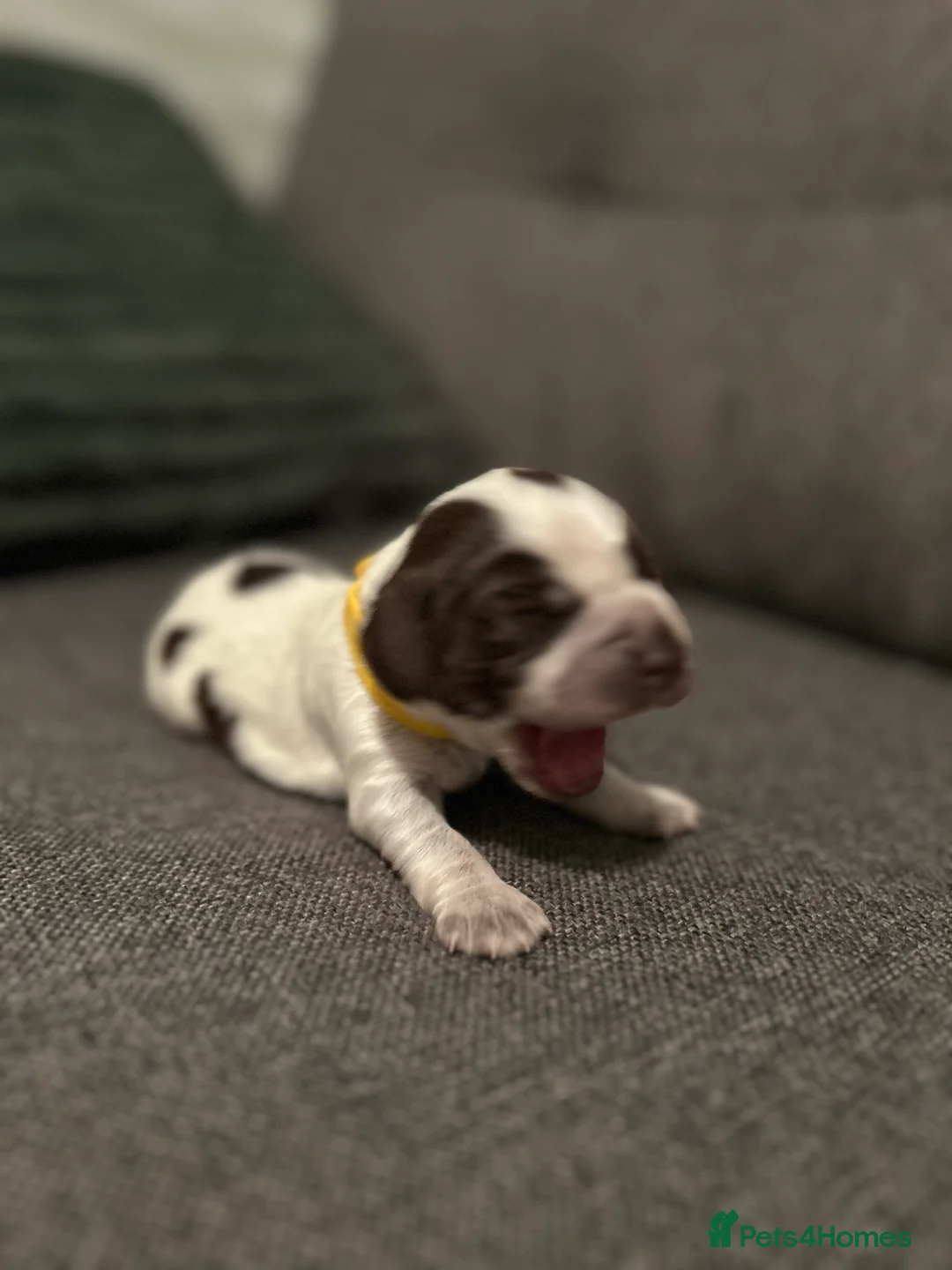 Cocker Spaniel dogs for sale: Cocker Spaniel Puppies * One Girl Remaining * - Advert 6