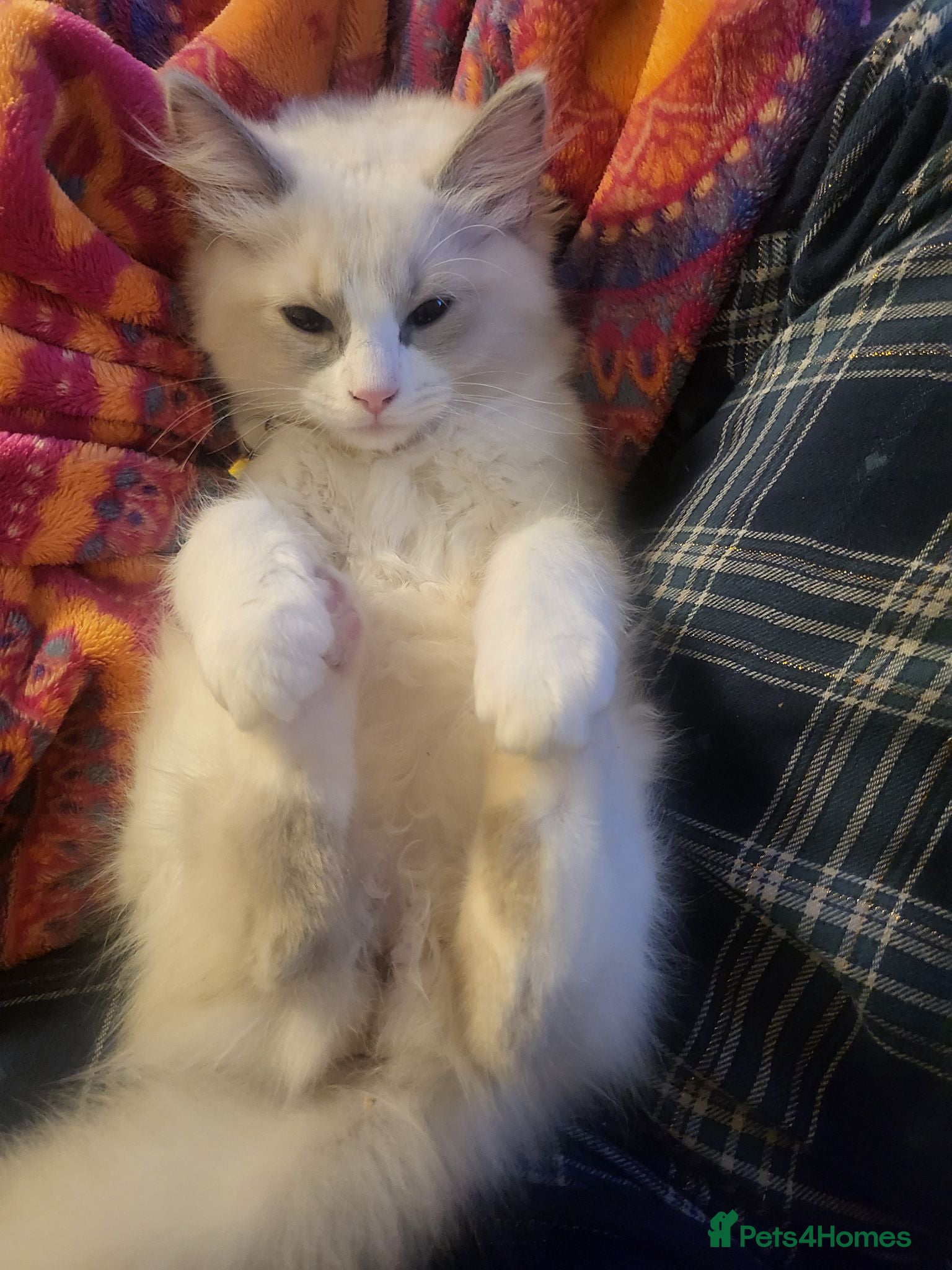 Ragdoll cats Exquisite pure ragdoll kittens  - Advert 1