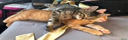 Mixed Breed cats for sale: Beautiful Bengal Kittens Looking for Forever Homes - Advert 27