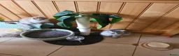 British Shorthair cats for sale: 😻British golden short/longhair adolesent kitten😻 - Advert 4