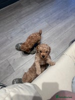 Toy Poodle dogs - Advert 3