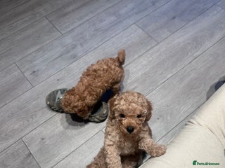 Toy Poodle dogs - Advert 21