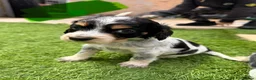 Cocker Spaniel dogs for sale: Cocker Spaniel Puppies – Blue Roan & Tri-Coloured - Advert 5