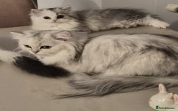 Persian cats for sale: Persian Kitten for sale - Image 5