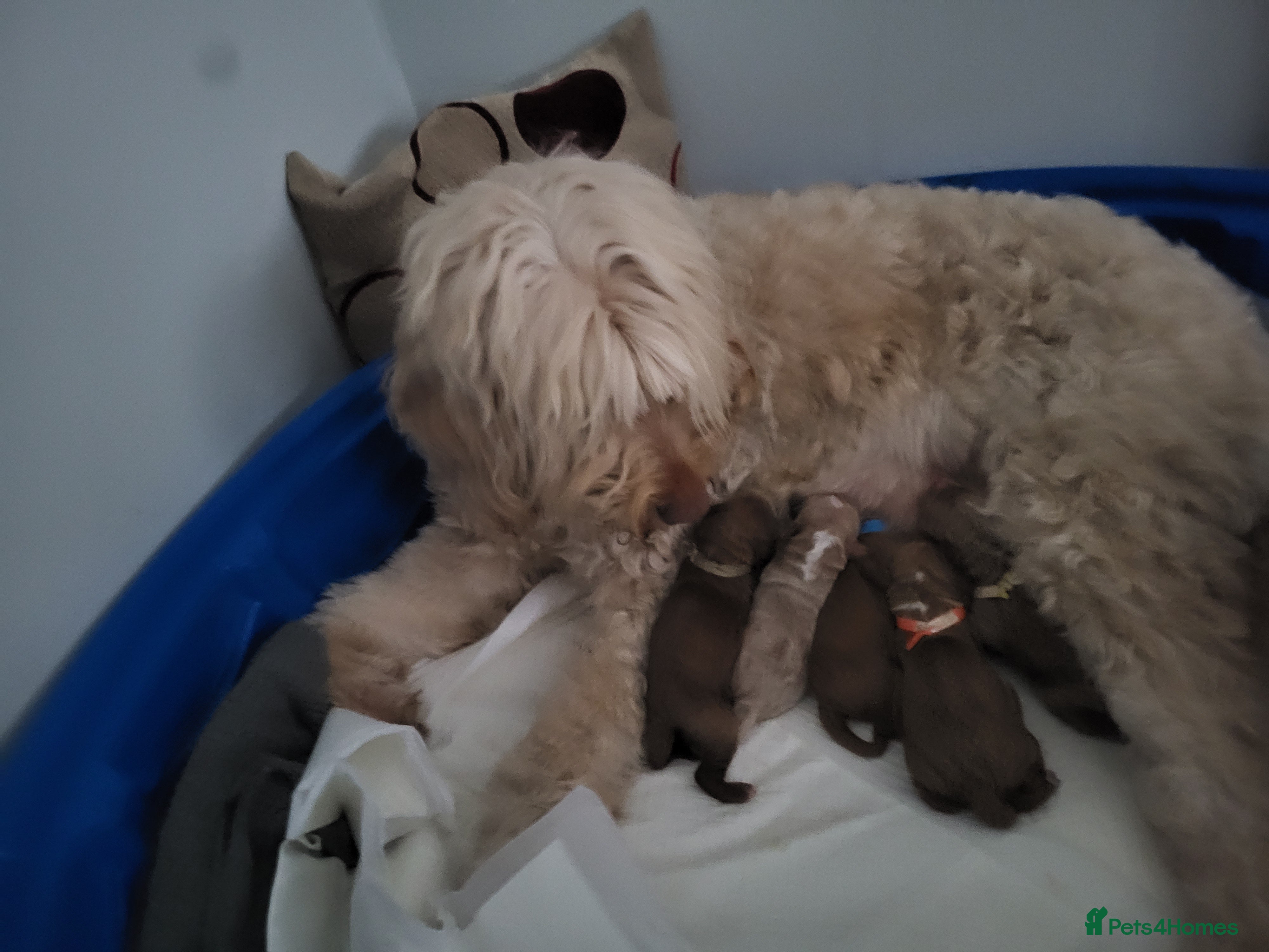 Goldendoodle dogs Goldendoodle puppies  - Advert 1