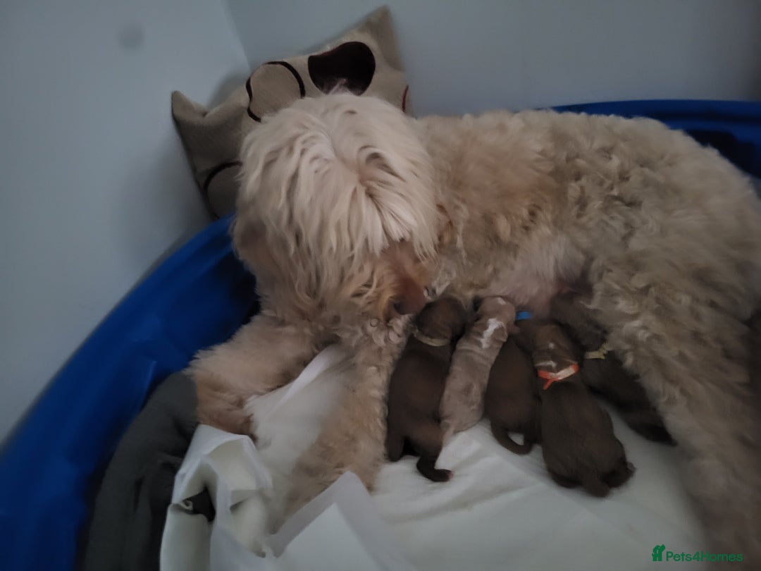 Goldendoodle dogs for sale: Goldendoodle puppies  - Advert 1