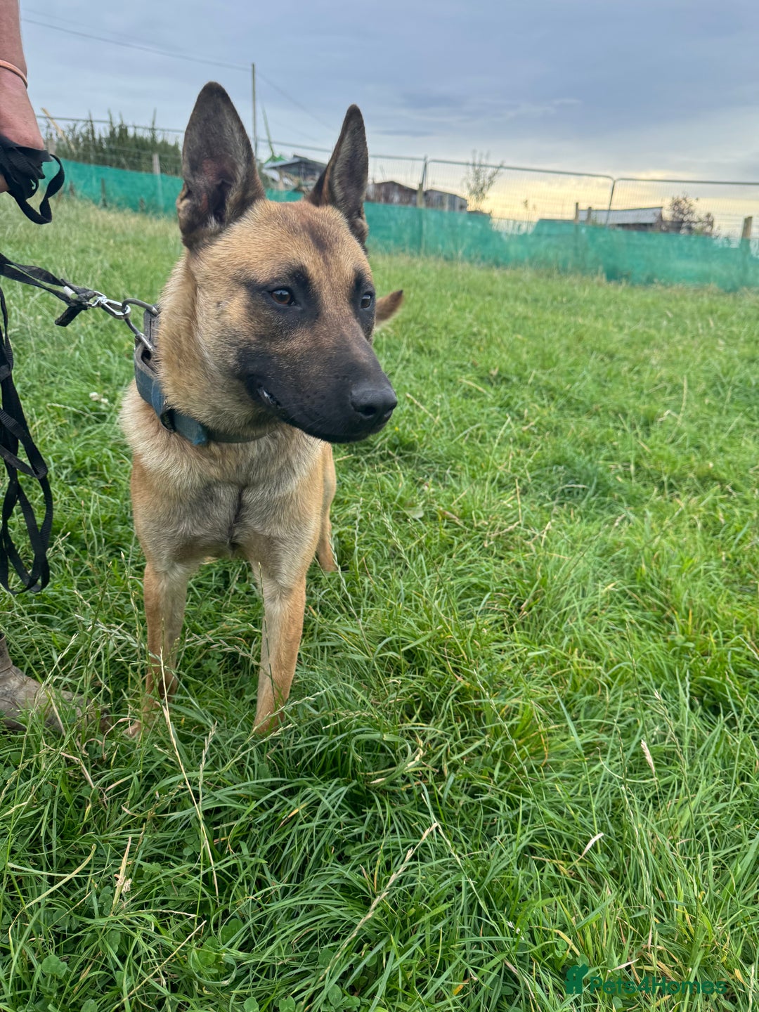 Mixed Breed dogs for sale: Gorgeous GSD X Belgian Malinois Pups Available - Advert 12