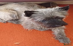 Cairn Terrier dogs for stud: Champion bloodline, KC registered Cairn for stud. in Hope Valley - Image 8