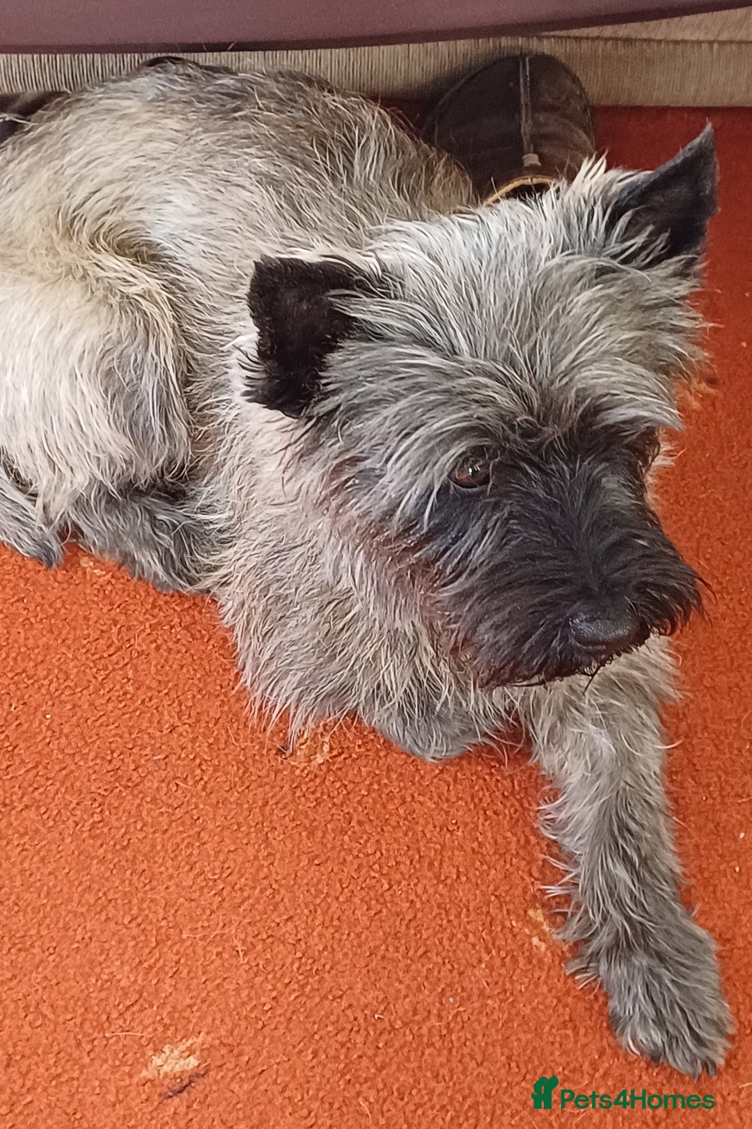 Cairn Terrier dogs for stud: Champion bloodline, KC registered Cairn for stud. in Hope Valley - Image 8
