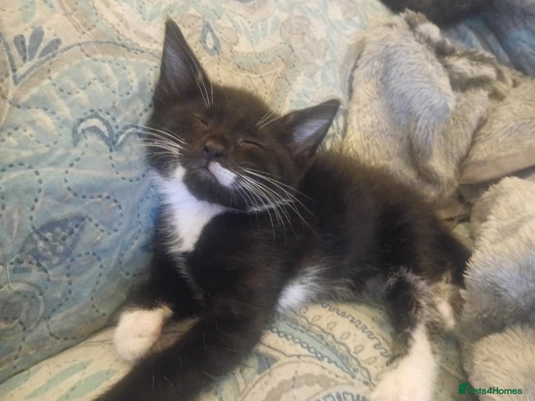 British Shorthair cats for sale: Looks black and white but up close is dark stripes - Image 15