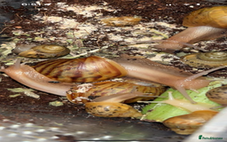 Snails invertebrates for sale: Giant African land snails  - Image 1