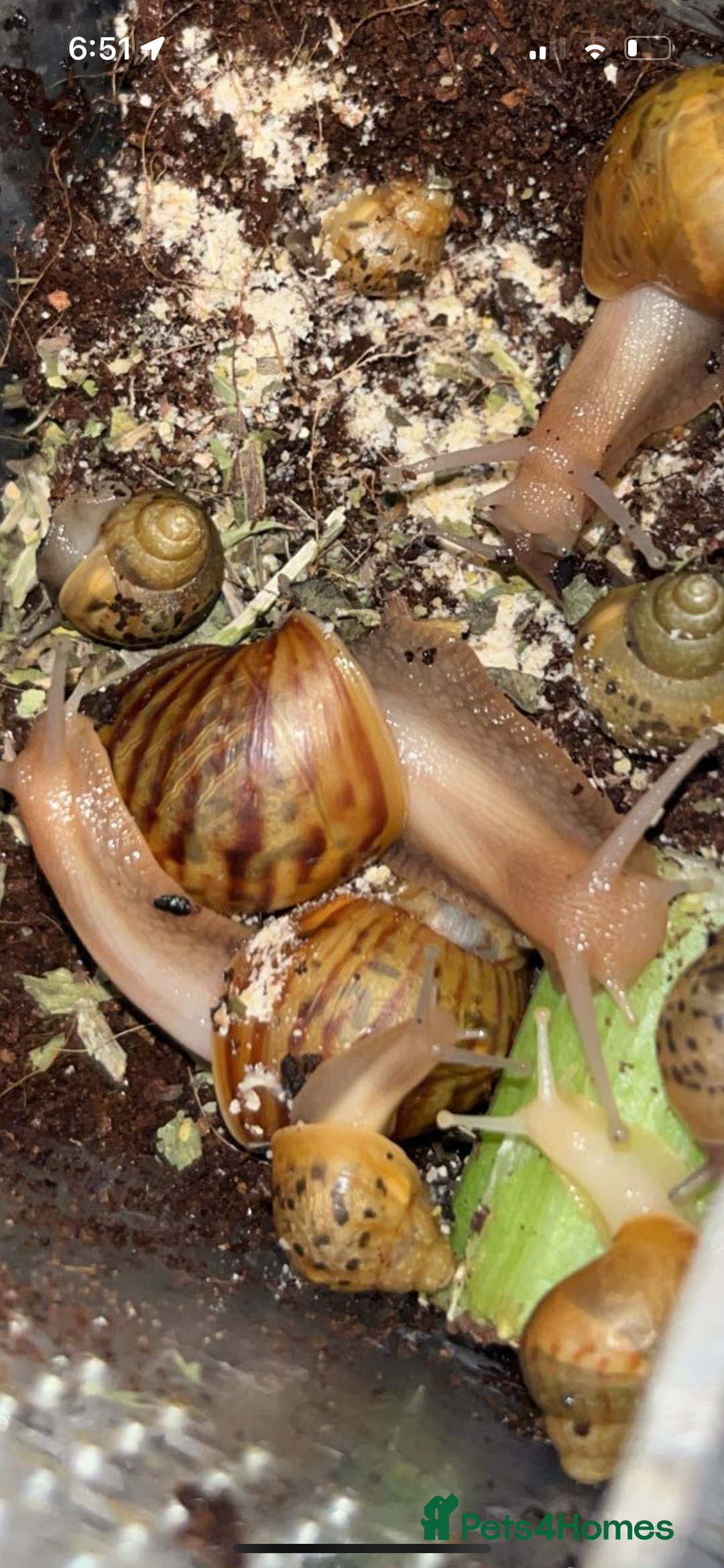 Snails invertebrates for sale: Giant African land snails  - Image 1