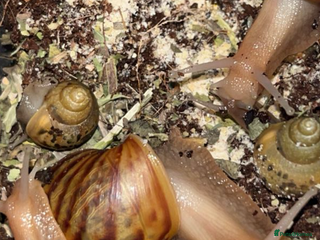 Snails invertebrates - Advert 5