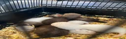 Ferret rodents for sale: Micro ferrets mixed  in Stoke-on-Trent - Advert 3