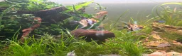 Angelfish fish for sale: 3 Koi Angelfish - Advert 3