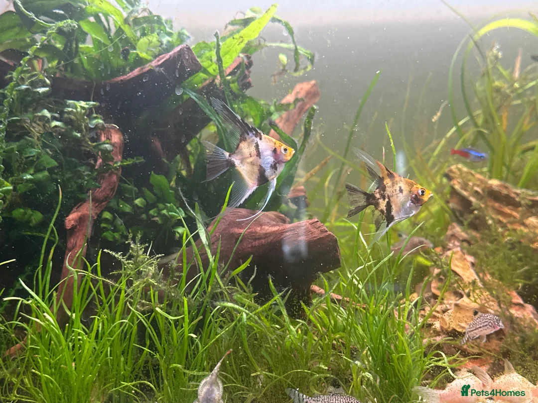 Angelfish fish for sale: 3 Koi Angelfish - Advert 3