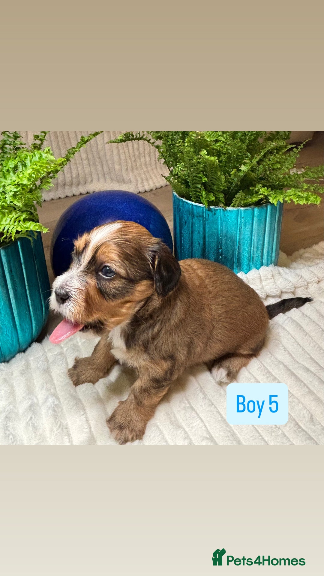 Havanese dogs for sale: 9 Beautiful Havanese Pedigree Puppies  - Advert 16