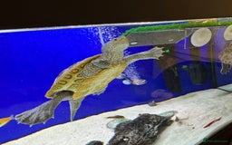 Terrapin reptiles for sale: 2 diamond back terrapins  - Image 4