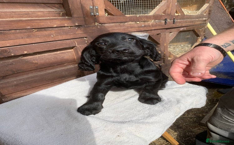 Cocker Spaniel dogs - Advert 2