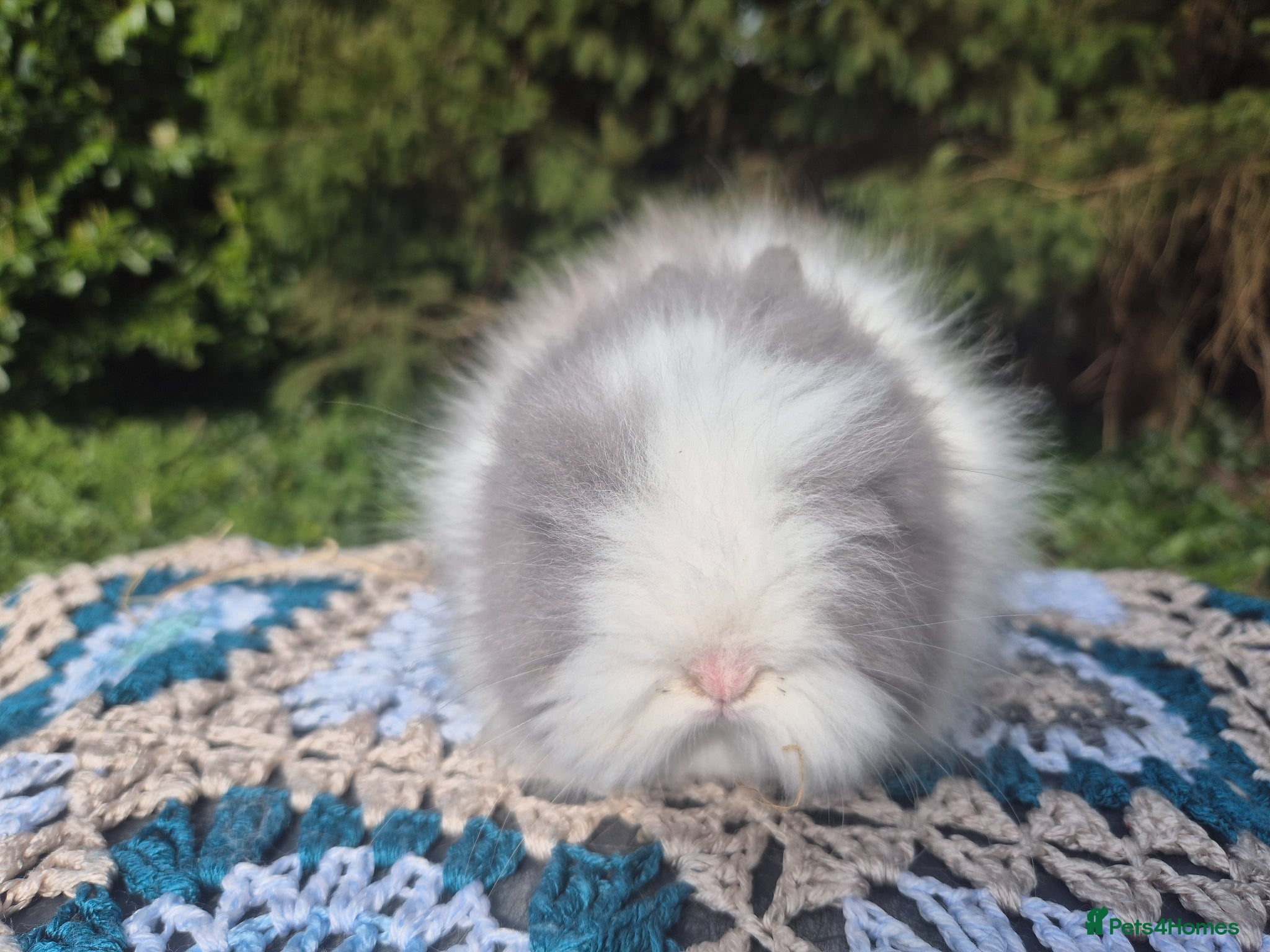 Angora rabbits 🩷💙Stunning Teddydwerg babies- imported parents🥰 - Advert 6