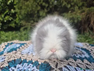 Angora rabbits 🩷💙Stunning Teddydwerg babies- imported parents🥰 - Advert 6