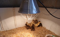 Ducks poultry for sale: Female ducklings - Image 1