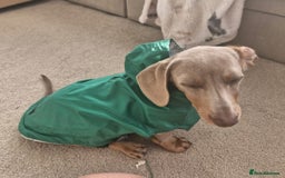 Miniature Dachshund dogs for sale: 2 gorgeous miniature dachshunds for adoption  - Image 3