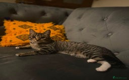 Domestic Shorthair cats for sale: Adorable male kittens looking for loving homes  - Image 7
