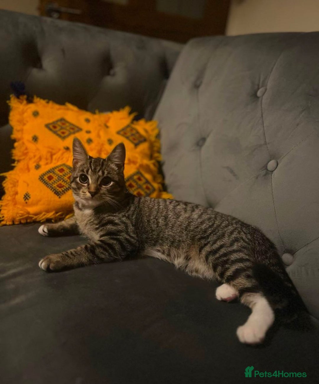 Domestic Shorthair cats for sale: Adorable male kittens looking for loving homes  - Image 7