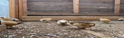 Quail poultry for sale: Quails  - Advert 5