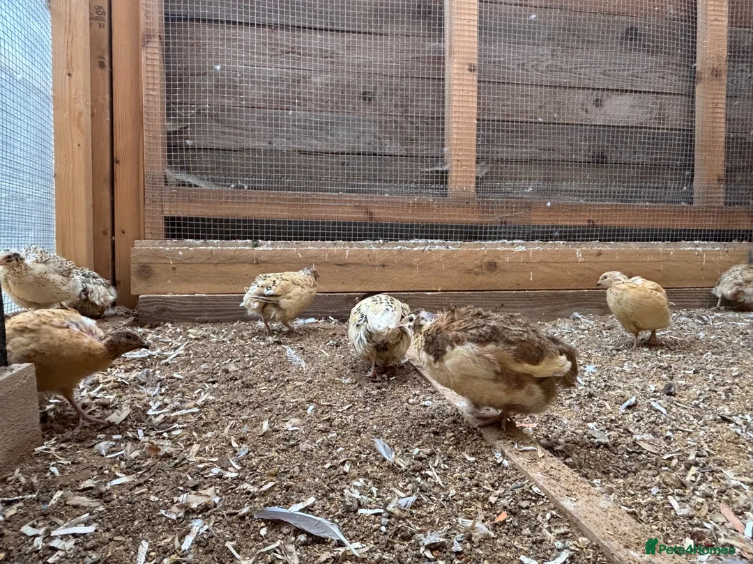 Quail poultry for sale: Quails  - Advert 5