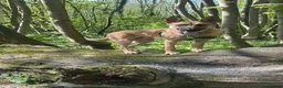 Belgian Shepherd Dog dogs for sale: Belgian Malinois - Advert 2