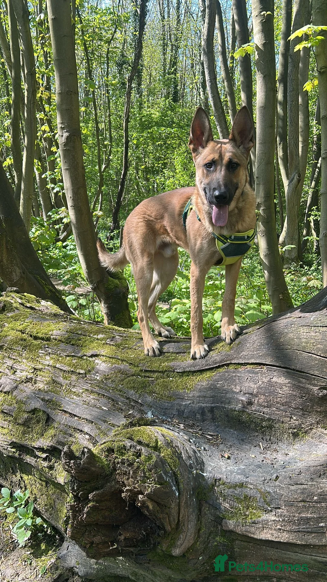 Belgian Shepherd Dog dogs for sale: Belgian Malinois - Advert 2