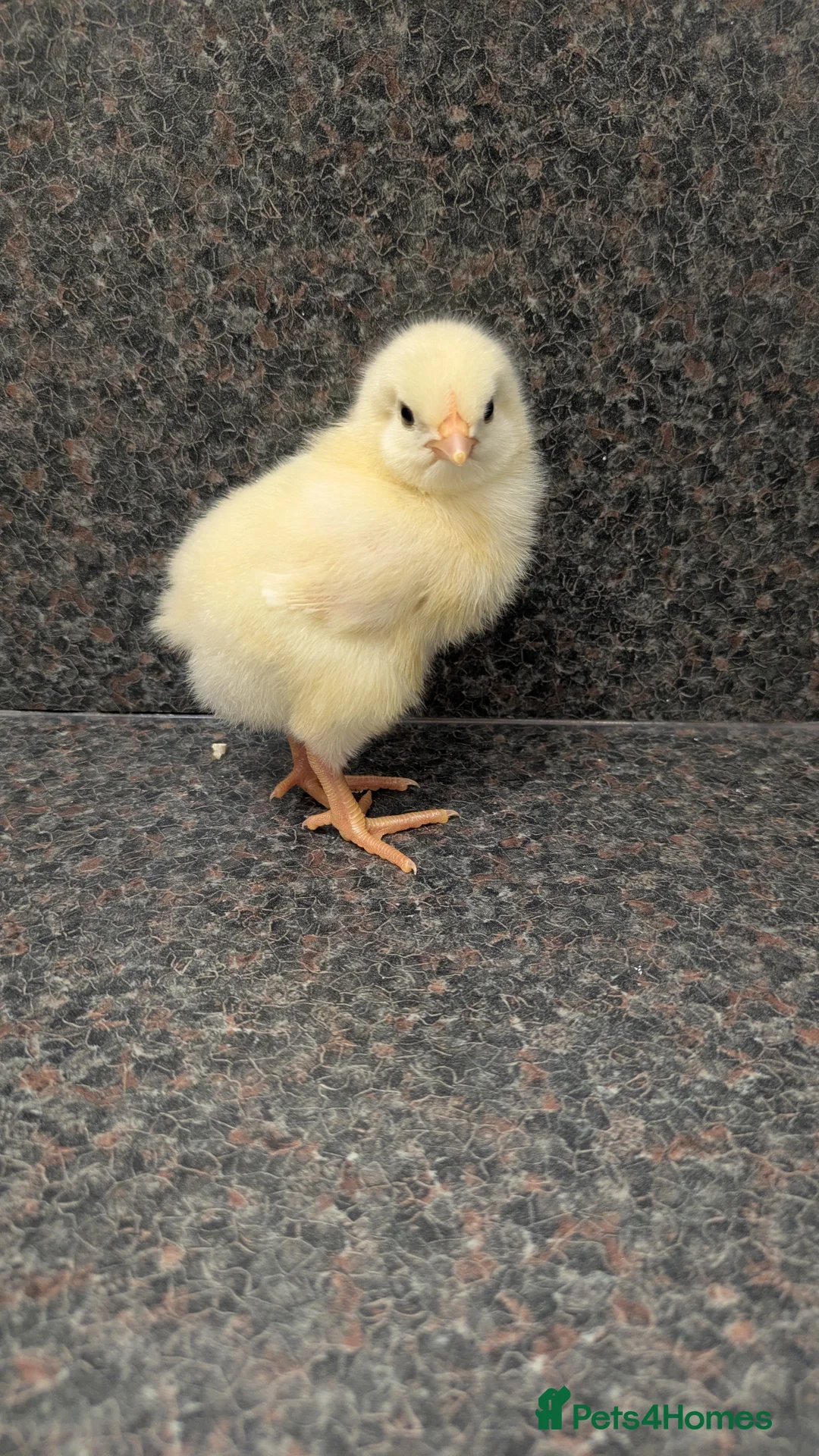 Chickens poultry for sale: Day Old Chicks  - Advert 2