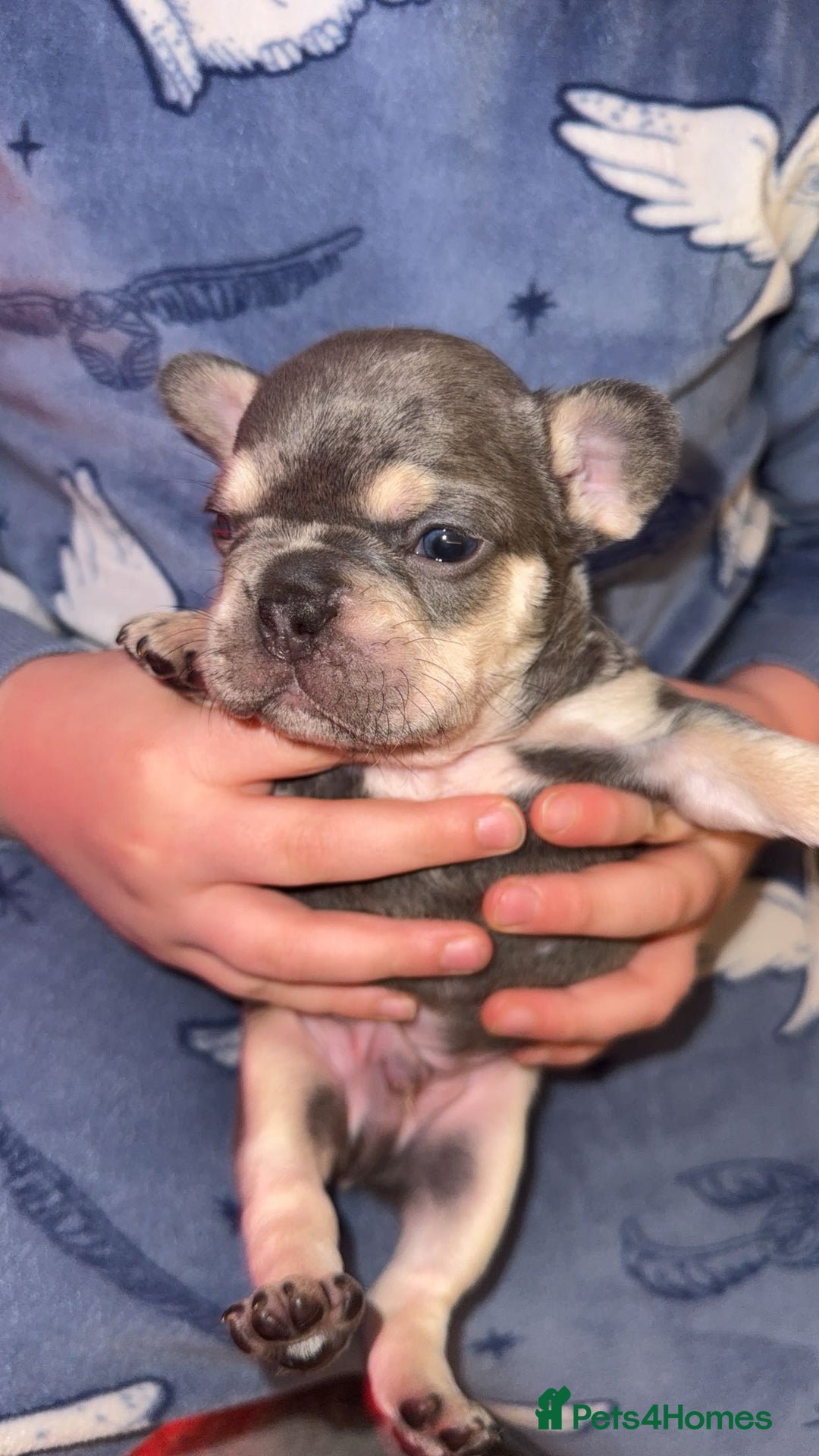 French Bulldog dogs for sale: French bull dog puppy’s  - Advert 16