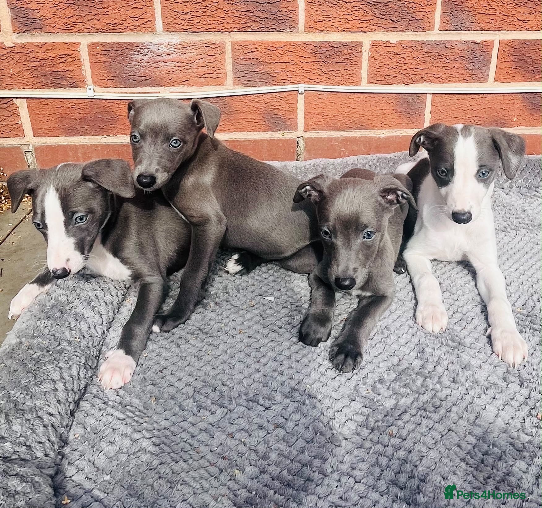 Whippet dogs Whippets ready from the 25th September  - Advert 1