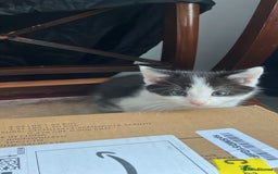 Mixed Breed cats for sale: Kitten available now - Image 6