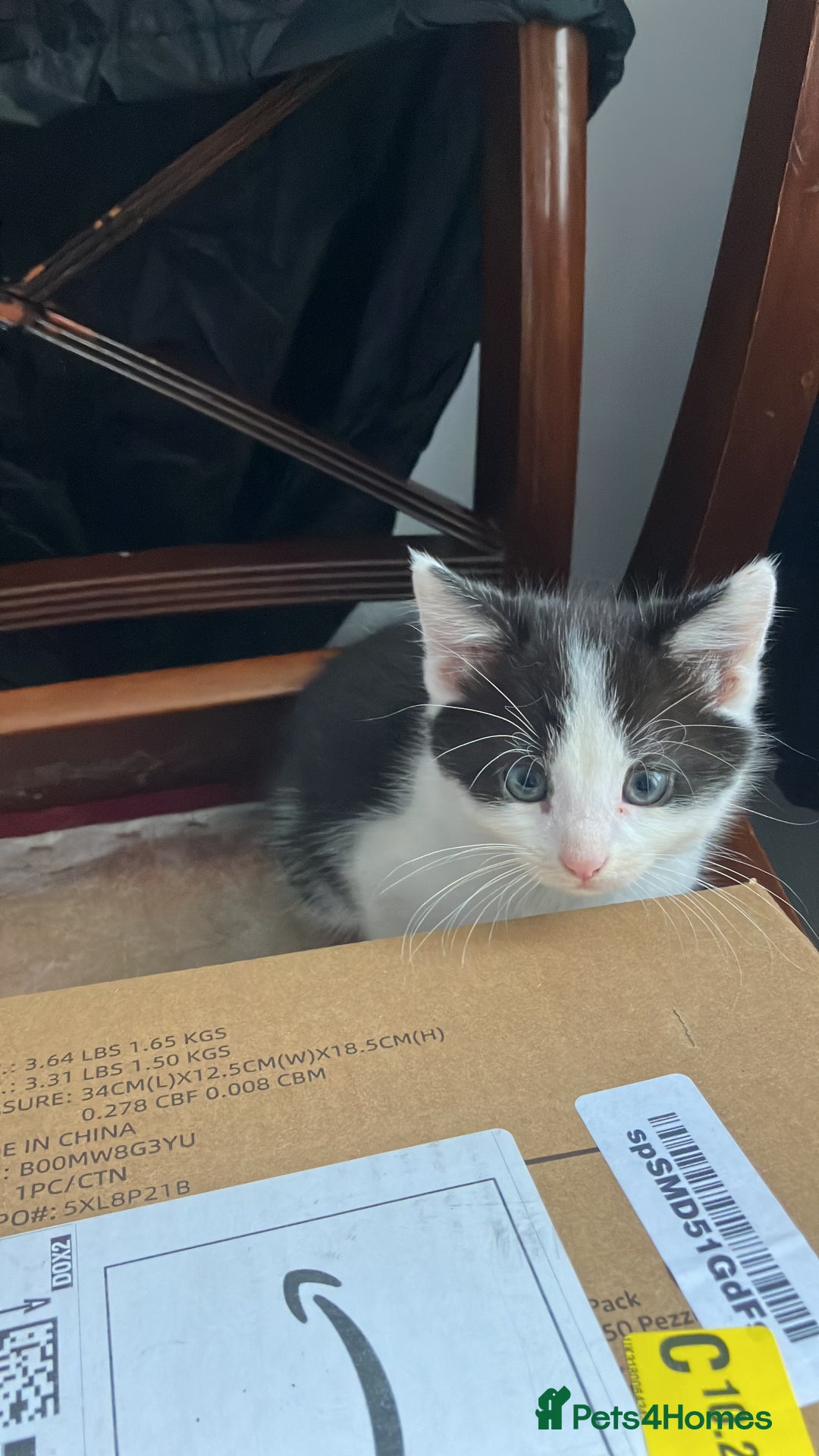 Mixed Breed cats for sale: Kitten available now - Image 6